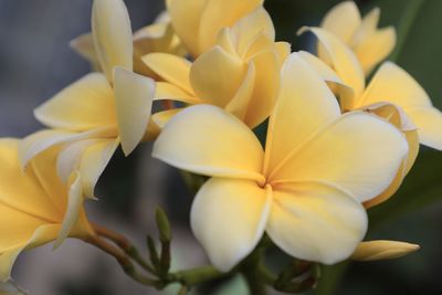 Close-up of yellow flowering plant