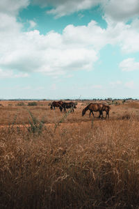 Horses grazing on land against sky