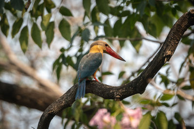 Low angle view of bird perching on branch