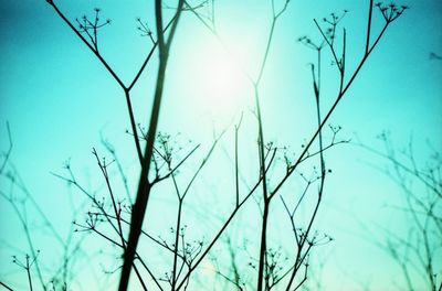 Low angle view of bare trees against blue sky