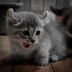 Close-up portrait of a cat