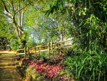 Plants and trees in forest