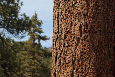 Low angle view of a tree