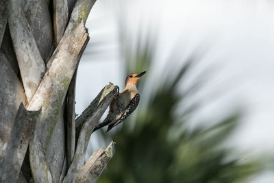 Red-bellied woodpecker melanerpes carolinus pecks on a tree food in naples, florida.