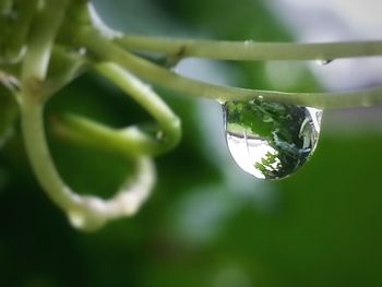 Close-up of water drop on leaf