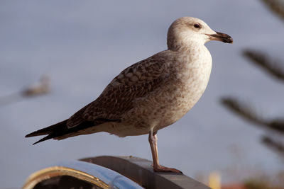 Close-up of seagull perching