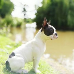 Side view of french bulldog by river