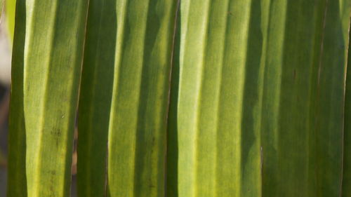 Full frame shot of bamboo plants