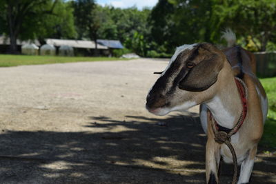 Close-up of a horse on field