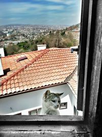 Cat looking through window of a building
