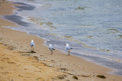 Birds on shore