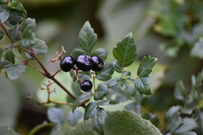 Close-up of berries growing on tree