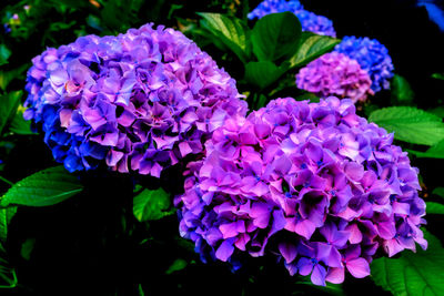 Close-up of purple hydrangea flowers in park