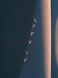 Birds perching on sand by sea