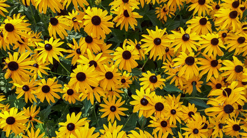 Full frame shot of yellow coneflowers echinacea paradoxa