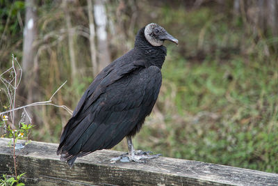 Bird perching on wood