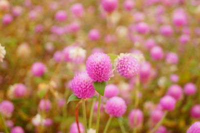 Close-up of pink flowering plant in field