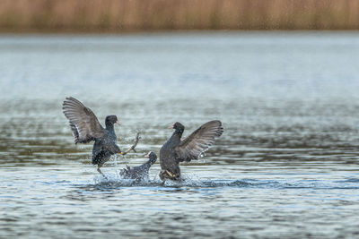 Birds flying over lake