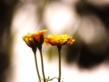 Close-up of yellow flowering plant