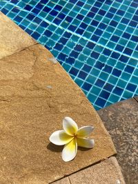 High angle view of frangipani on plant by swimming pool