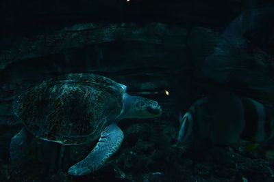 Close-up of tortoise swimming in sea