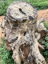 Close-up of tree trunk