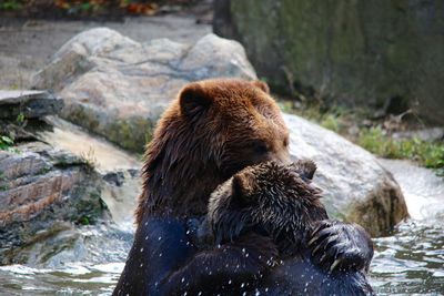 Close-up of bears in water