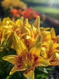 Close-up of yellow flowering plant