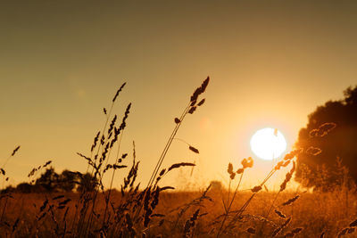 Silhouette plants on field against sky during sunset