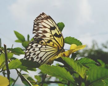 Close-up of butterfly on plant against sky