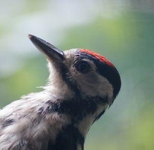 Close-up of bird