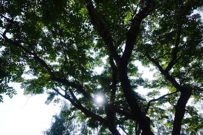Low angle view of trees in forest