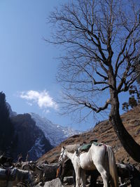 Horses on mountain against sky