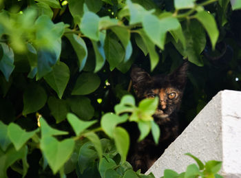 Close-up of monkey