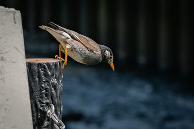 Close-up of bird perching on wood