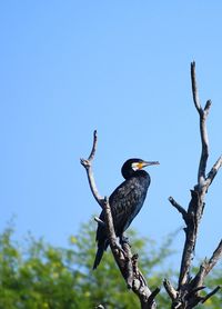 Low angle view of birds perching on tree