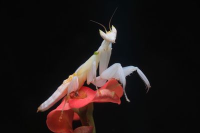 Close-up of white flowers against black background