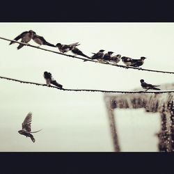 Birds flying against clear sky