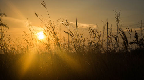 Scenic view of field against sky at sunset