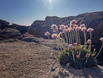 Plants growing on land against sky