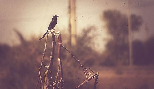 Close-up of plant against blurred background
