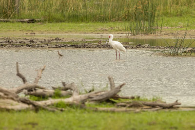 View of a bird on water