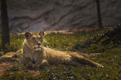 Portrait of lion relaxing outdoors