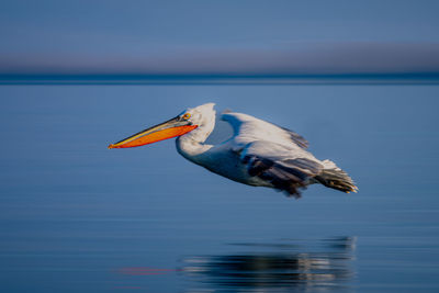 Close-up of pelican