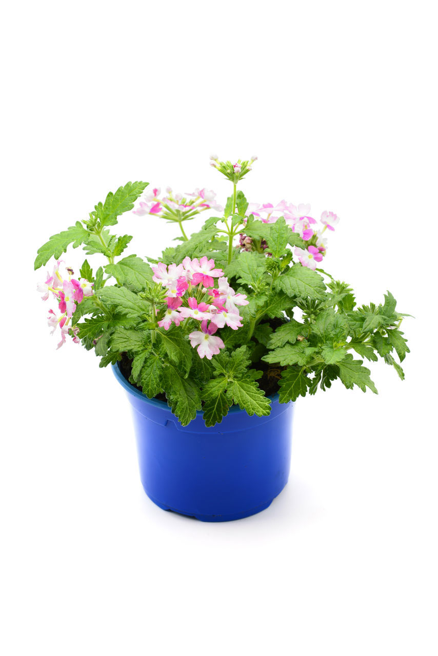 CLOSE-UP OF PINK FLOWER POT OVER WHITE BACKGROUND