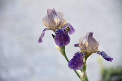 Close-up of wilted flower