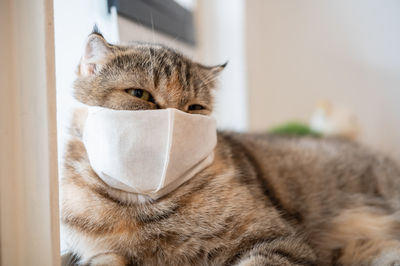 Portrait photo of cute cat wearing face mask for prevent virus during coronavirus covid19 outbreak.