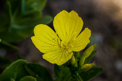Close-up of pink flower