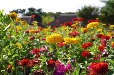 Close-up of yellow flowering plants on field