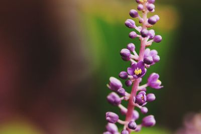 Close-up of pink flowering plant